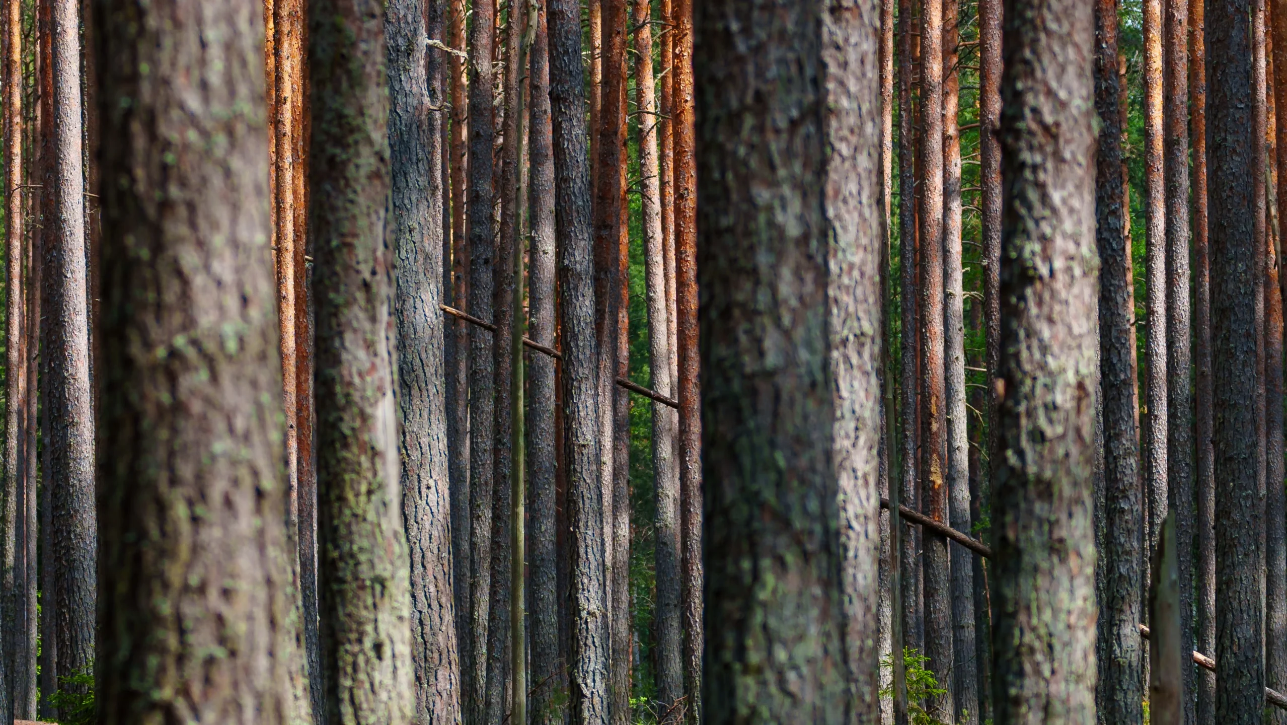 Täiuslik haljastus, professionaalne metsateenus!